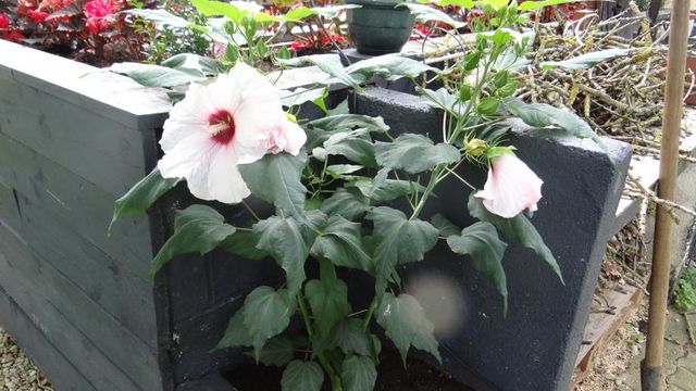 L’« Hibiscus Moscheutos », une Vivace aux Fleurs Gigantesques