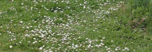 Un petit tour de jardin