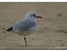 Mouette rieuse