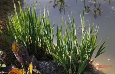 Iris sibirica 'Ruby'