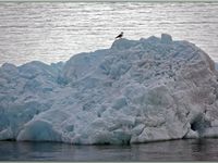 Un grand panorama de ce beau glacier (qui a été difficile à créer à cause du déplacement du navire) suivi de vues plus rapprochées prises depuis le navire Exploris One