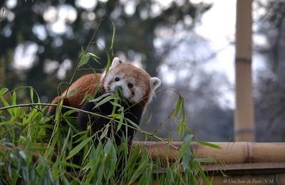 La Ménagerie du jardin des Plantes : Le Panda roux 