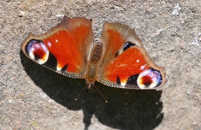 Le paon du jour (Aglae io)