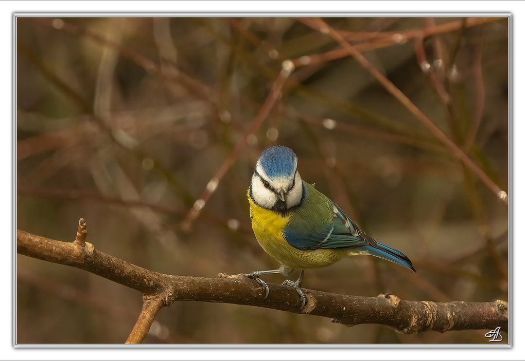 04 - Oiseaux