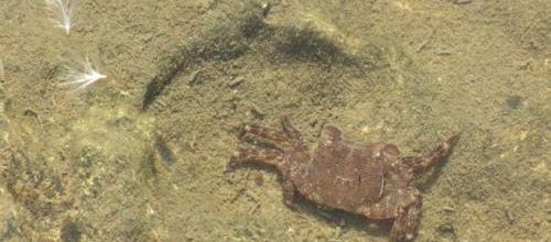 ... comme un poisson dans l'eau...