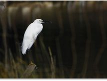 Aigrette garzette - Egretta garzetta