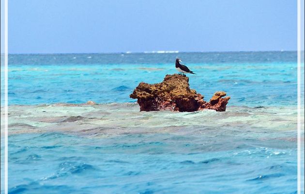 Les affleurement dangereux de l'atoll de Fakarava - Polynésie française