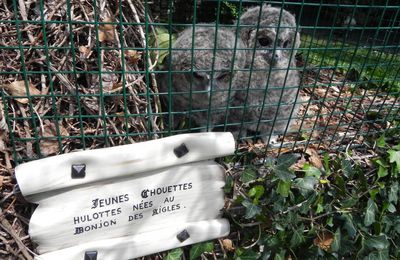 une chouette hulotte 