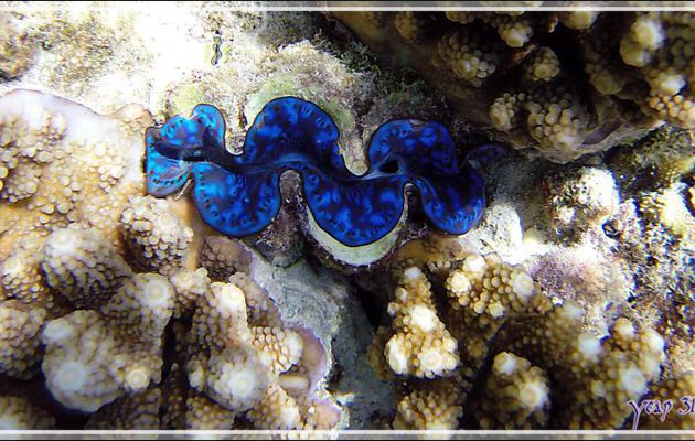 Bénitier commun, Common giant clam (Tridacna maxima) spécimen bleu - Snorkeling à Thudufushi - Atoll d'Ari - Maldives