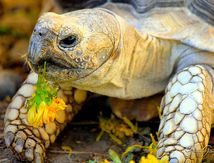 Avoir une tortue