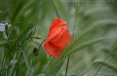 Saint-Rémy-lès-Chevreuse : Sous le vent ... 
