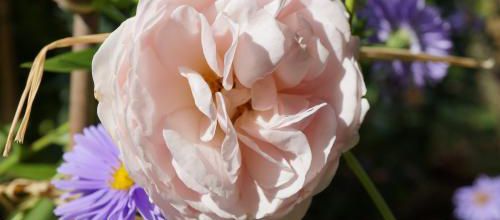 Belles floraisons de septembre