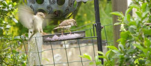 Pierrots gourmands!