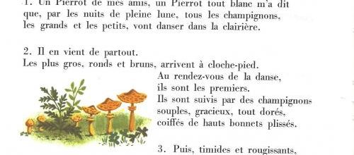 Le bal des champignons