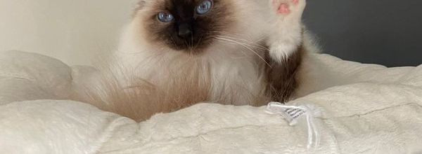 Toilettage de Miss Souillon