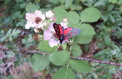 un papillon sur des fraisiers