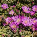 mes fleurs en diapo