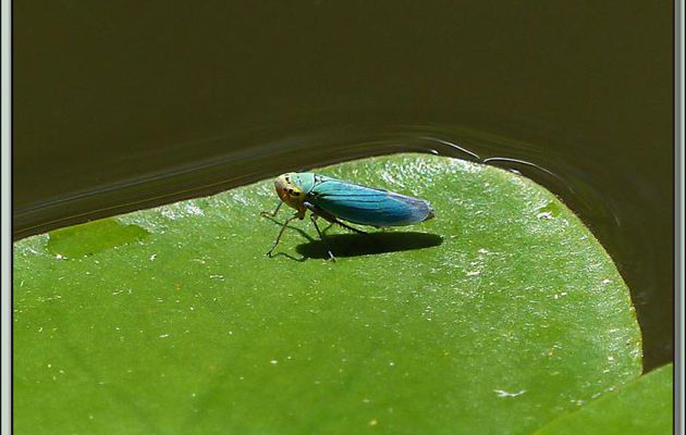 Cicadelle verte, ici le mâle qui, en fait, est bleu (Cicadella viridis) - Lartigau - Milhas - 31