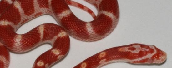 Amelanistic banded