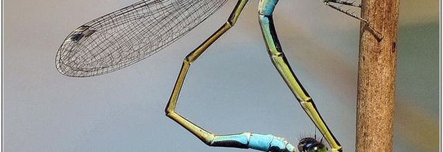 Agrion élégant (4) - Ischnura elegans / Accouplement