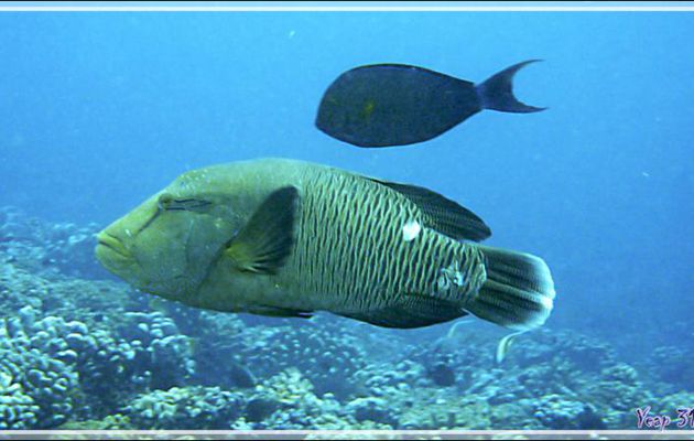 Napoléon ou Labre géant, Humphead wrasse or Napoleon wrasse (Cheilinus undulatus) - Passe Tumakohua (passe sud) - Atoll de Fakarava - Tuamotu - Polynésie française