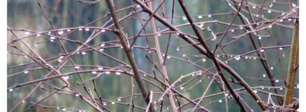 Perles de pluie - Rainy pearls