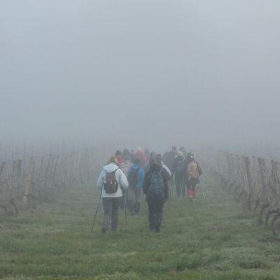 In the fog of the Pimpine