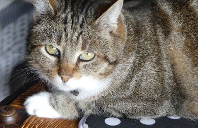 Le troisième chat...