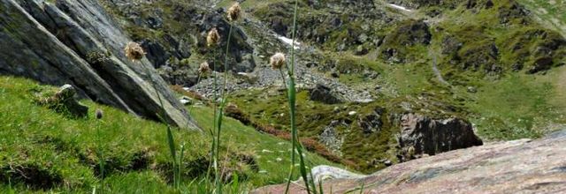 Alopecurus  gerardii = Alopecurus alpinus  -  vulpin de Gérard