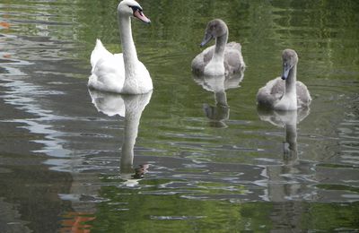 Fais moi un cygne ... en reflet