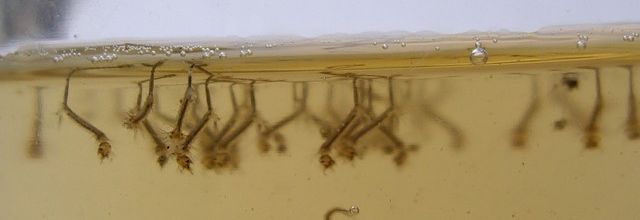 Chikungunya: risque de petites épidémies dans le sud de la France...