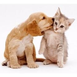 Comme "chien" et "chat"