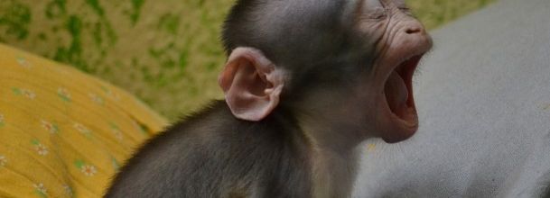 Ménagerie du jardin des plantes : "Loango" à l'heure de la sieste 