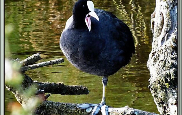 T'as pas honte, NON, de te moquer d'un pauvre foulque "unipattiste"? - La Couarde-sur-Mer - Ile de Ré - 17