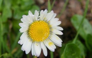 "L'Ecriture prend le large" à la Foire aux fleurs de Thénac