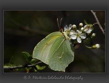 Citron (Gonepteryx rhamni) - Pieridae