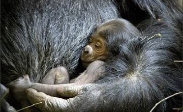 Bizarre ? vous avez dit bizarre ?