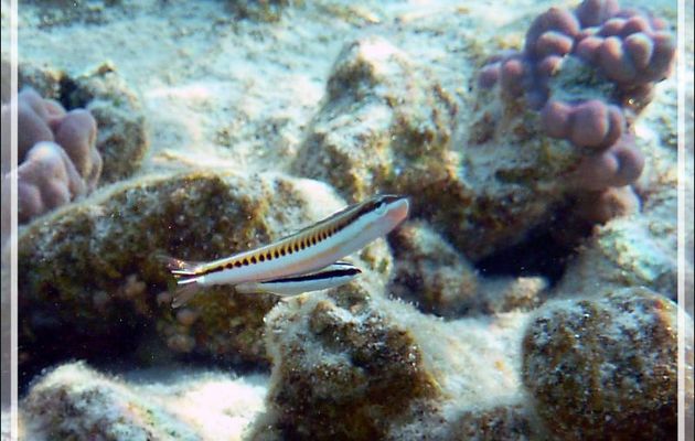 Blennie dents de sabre ou Blennie piano, Mimic blenny or Piano fangblenny or Sabretooth blenny (Plagiotremus tapeinosoma) - Lagon de la Pension Kuriri - Maupiti - Polynésie française