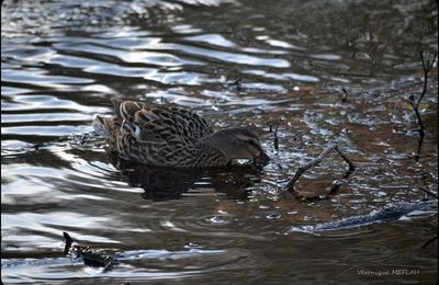 Confinement Jour 14 - Madame Colvert