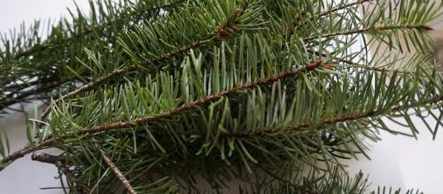 Un nettoyant qui sent la forêt