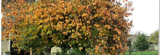 CUEILLETTE  D' AUTOMNE 2022