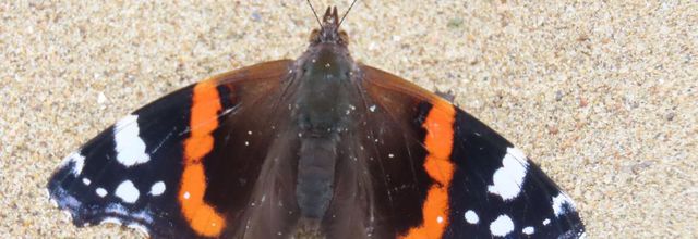 un papillon sur la plage