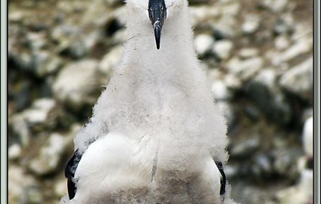 Poussin d'Albatros à sourcils noirs (Thalassarche melanophris) - New Island - Falkland Islands, Iles Malouines, Islas Malvinas