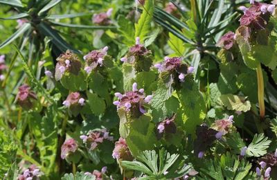 Aui jardin, le printemps s'emballe !