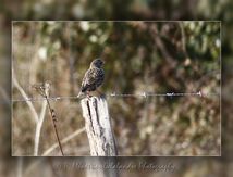 Étourneau sansonnet - Sturnus vulgaris - Passériformes