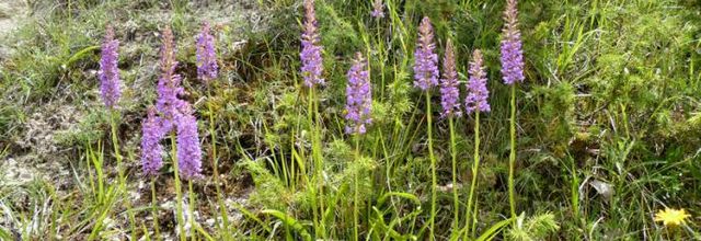 Gymnadenia conopsea  -  orchis moucheron