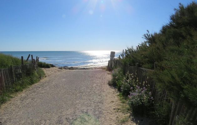 des fleurs sur l'ile de Ré (17)