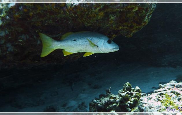 Vivaneau églefin ou à tache noire ou Perche à tache noire ou Jaunet à une tache, One-spot snapper (Lutjanus monostigma) - Passe Tumakohua - Fakarava sud - Tuamotu - Polynésie française