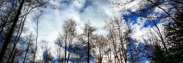 Quand le mardi c'est forêt