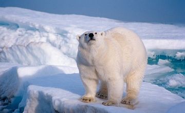 L'ours blanc serait noir ? 